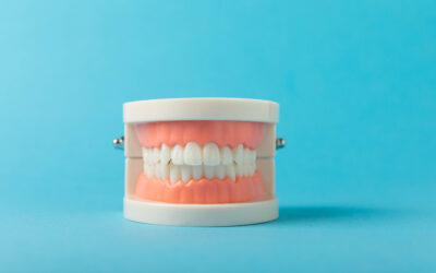 Você sabe qual é a função de cada dente?
